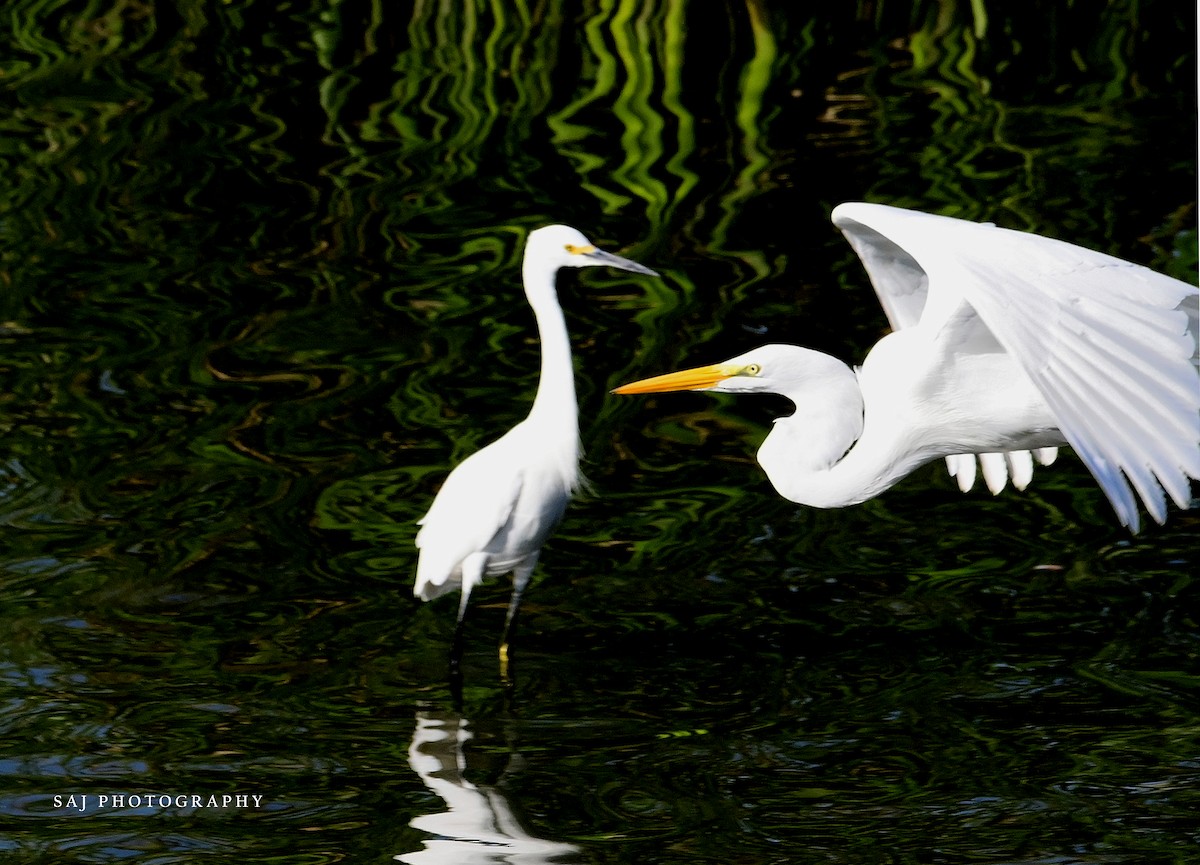 ダイサギ - ML646154390