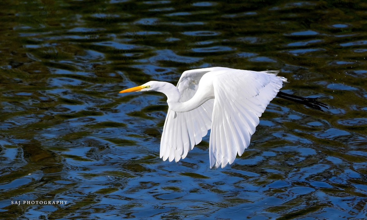 ダイサギ - ML646154391