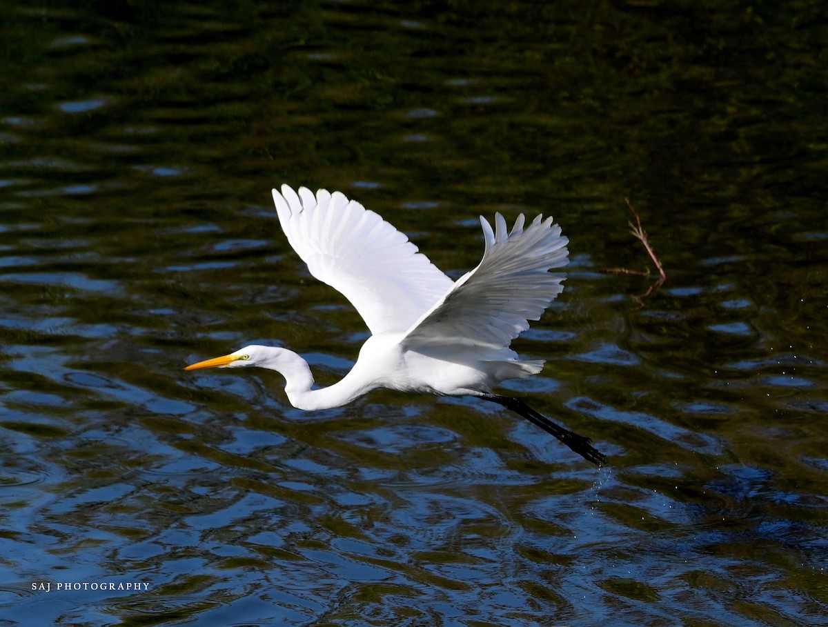 ダイサギ - ML646154392