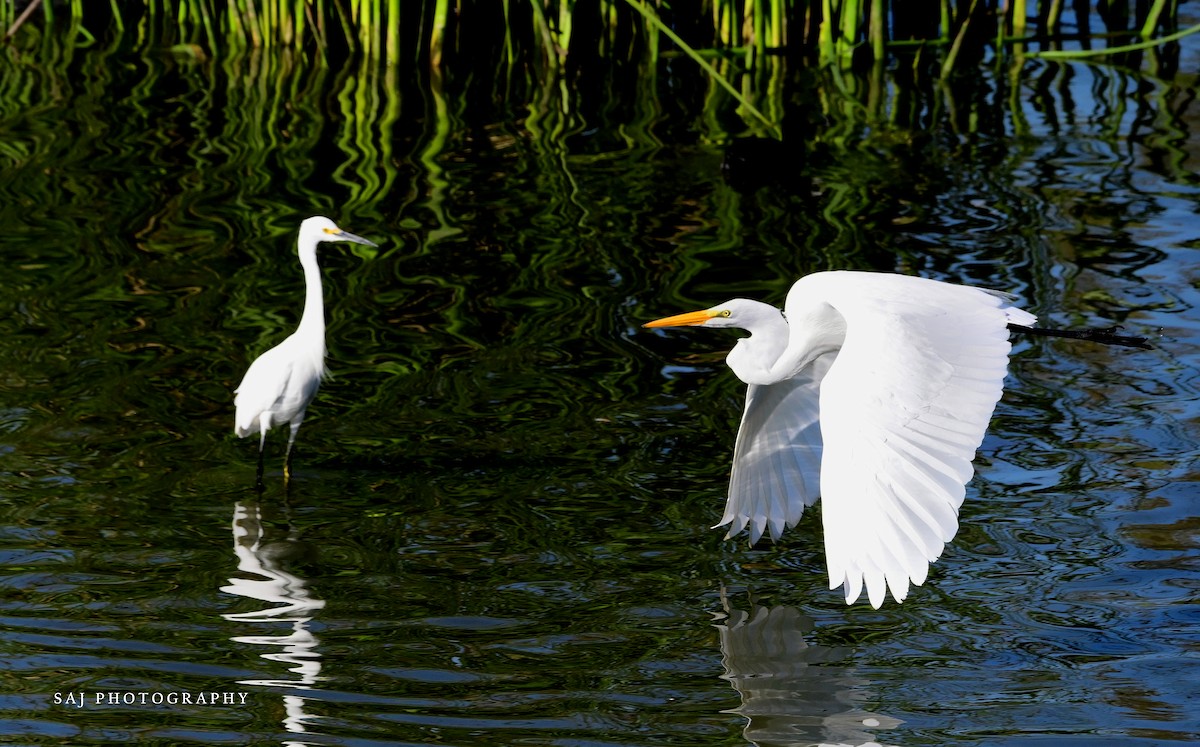 ダイサギ - ML646154393