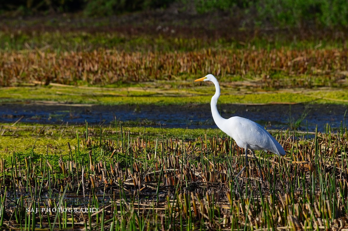 ダイサギ - ML646154394