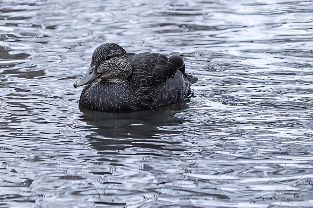 American Black Duck - ML646154400