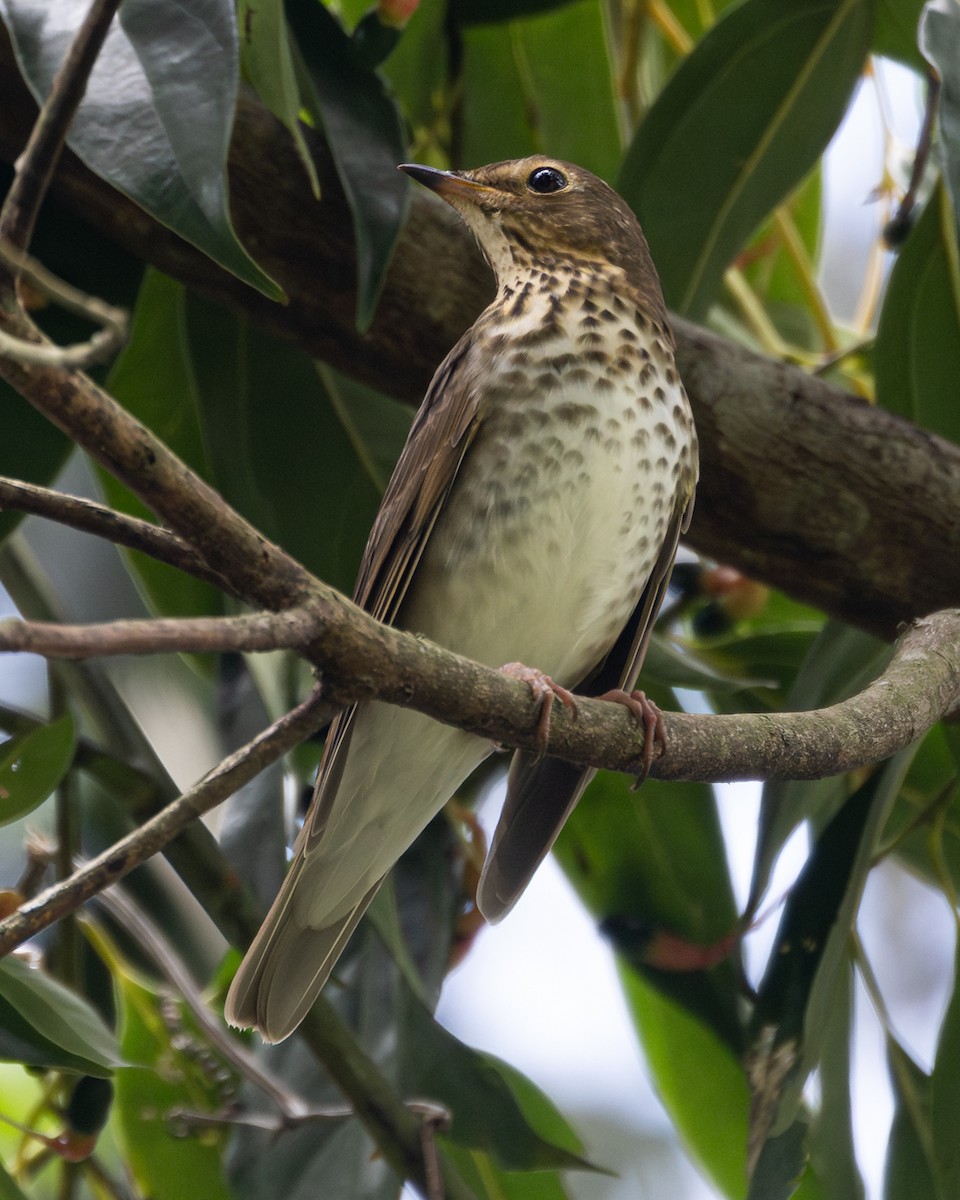 Swainson's Thrush - ML646154401