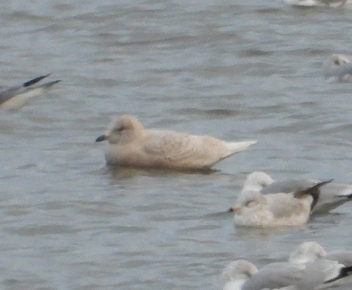 Iceland Gull (kumlieni) - ML646154404