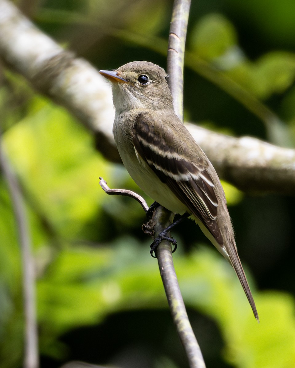 Northern Tropical Pewee - ML646154405
