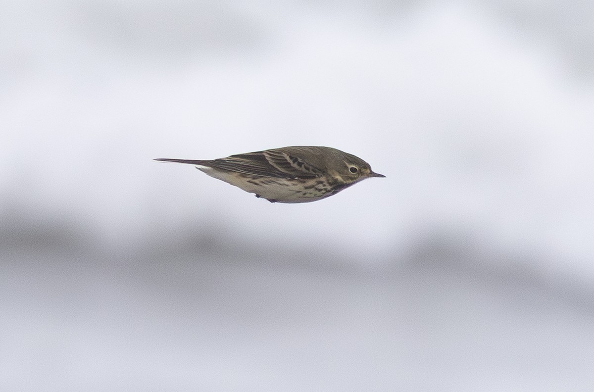 American Pipit - ML646154412