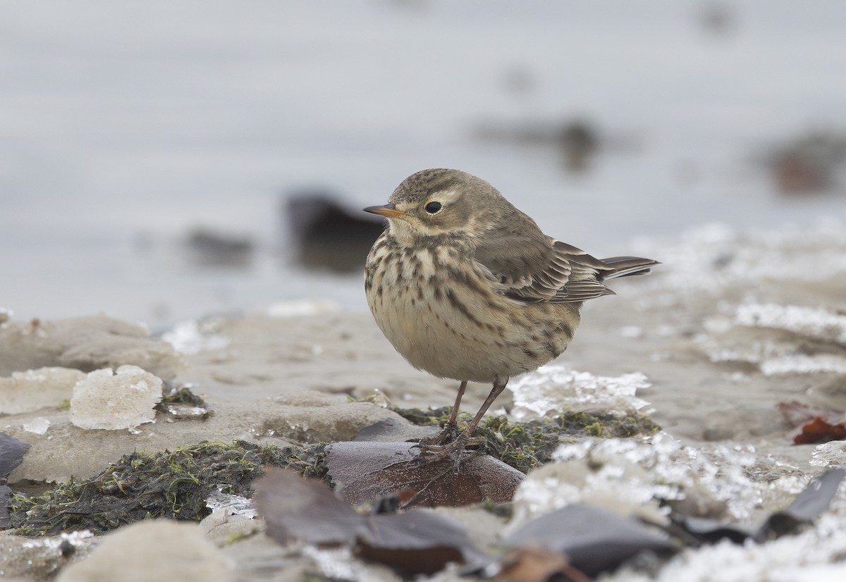 American Pipit - ML646154413