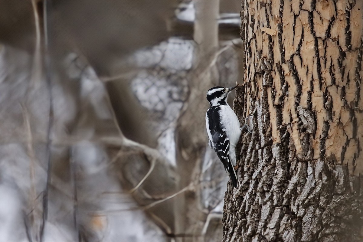 Hairy Woodpecker - ML646154417