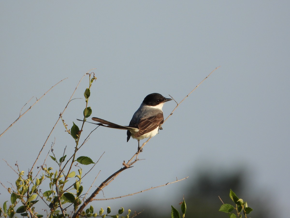 Fork-tailed Flycatcher - ML646154418
