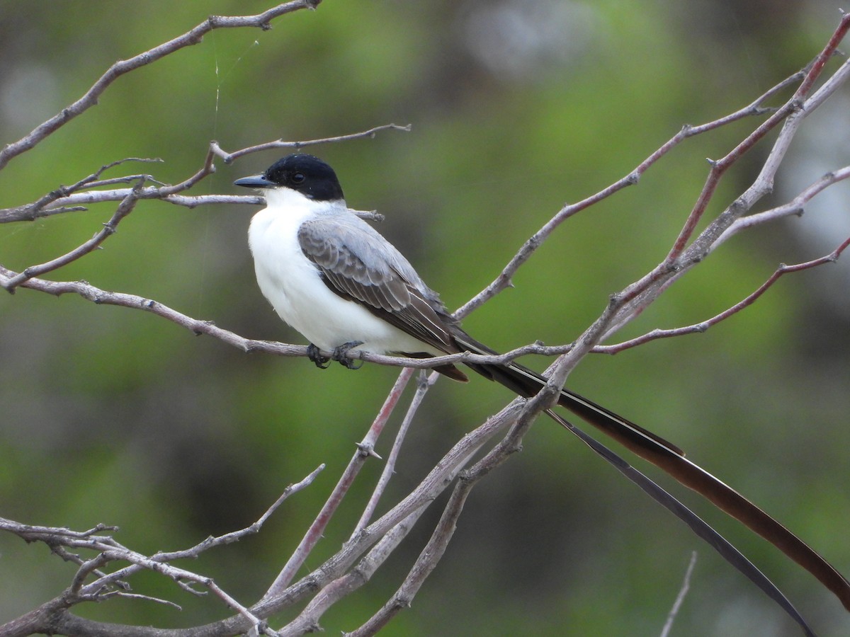 Fork-tailed Flycatcher - ML646154420
