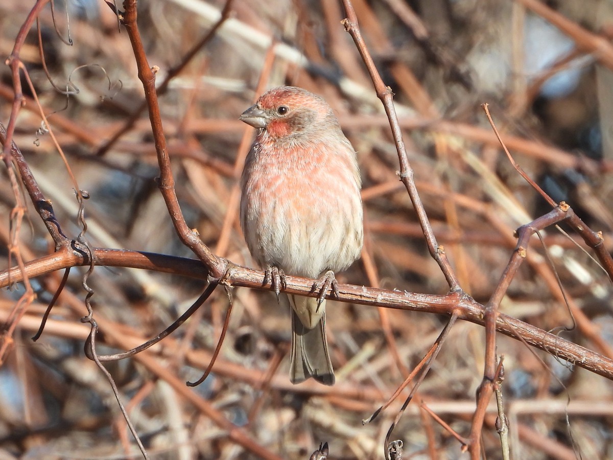House Finch - ML646154427