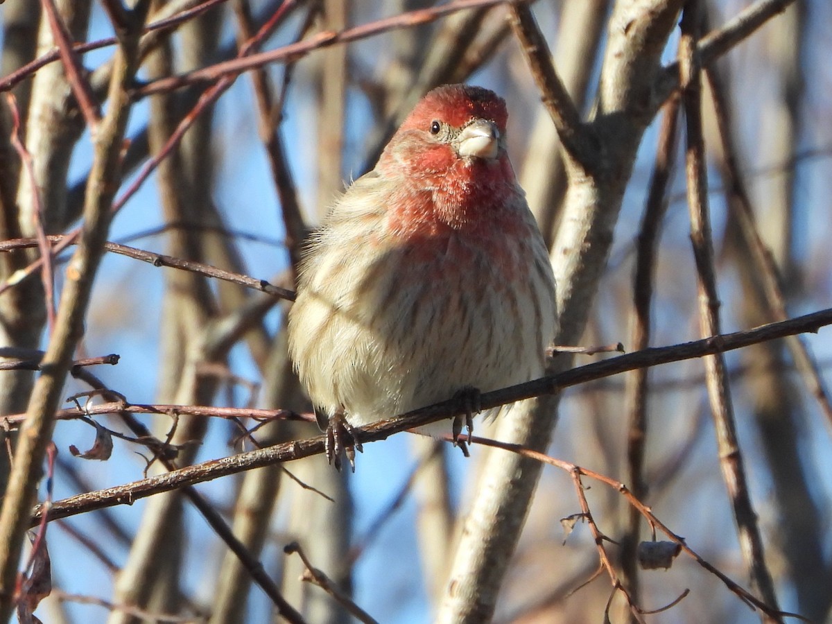 House Finch - ML646154429