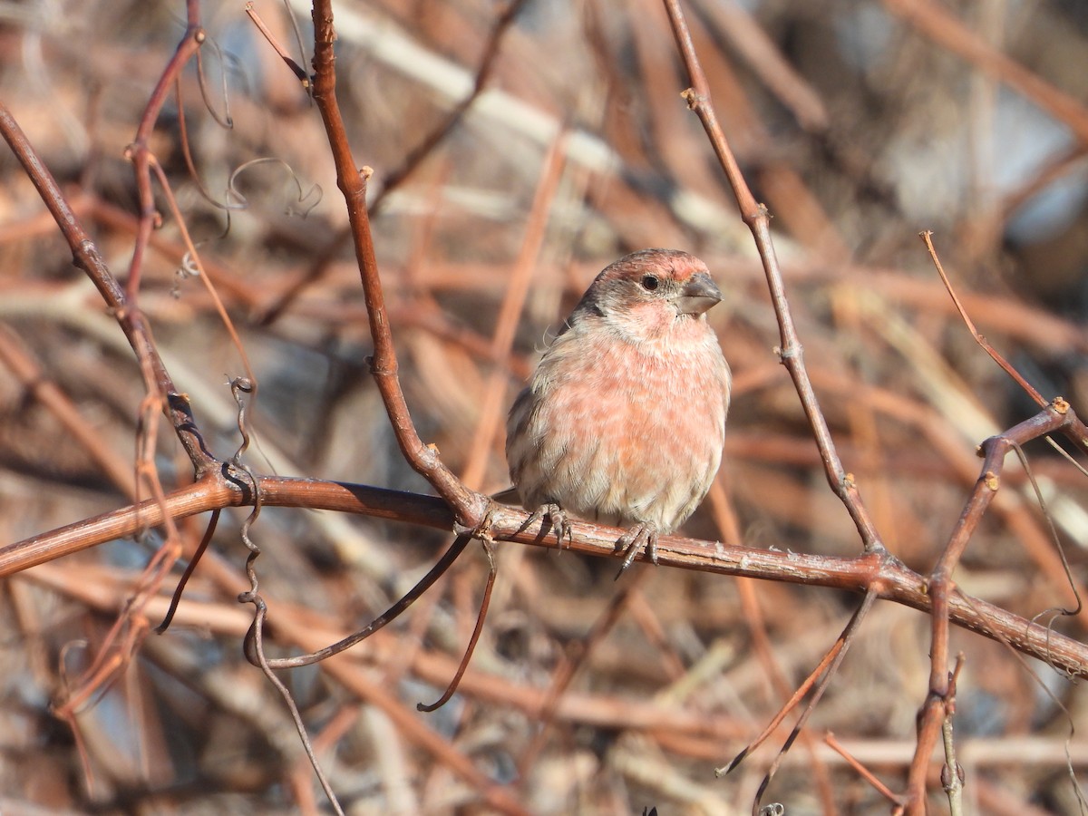 House Finch - ML646154430