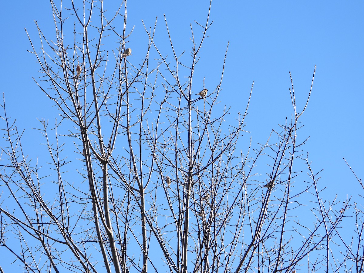 House Finch - ML646154431