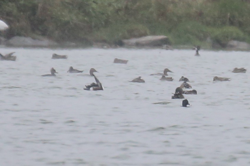 Fuligule à dos blanc - ML646154432