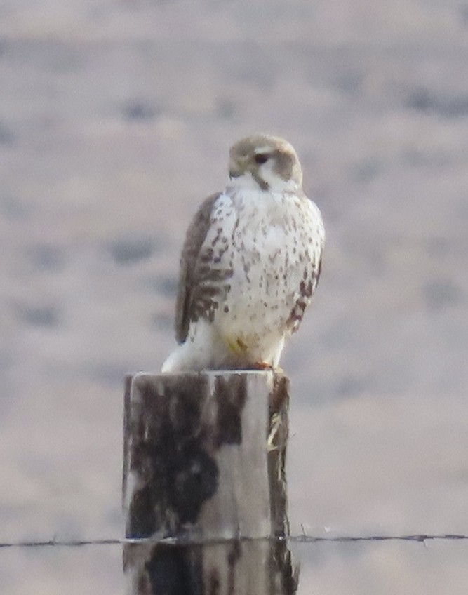 Prairie Falcon - ML646154434