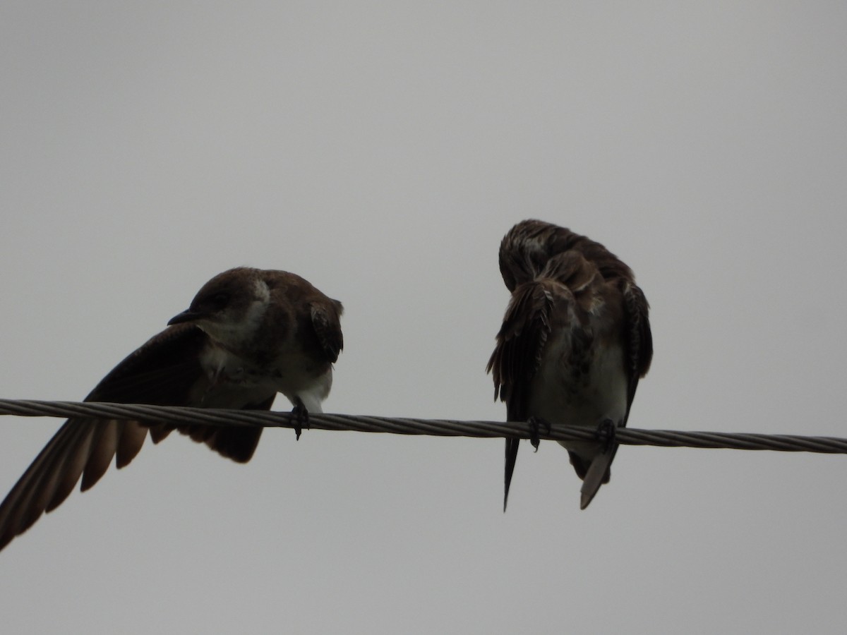 Brown-chested Martin - ML646154436