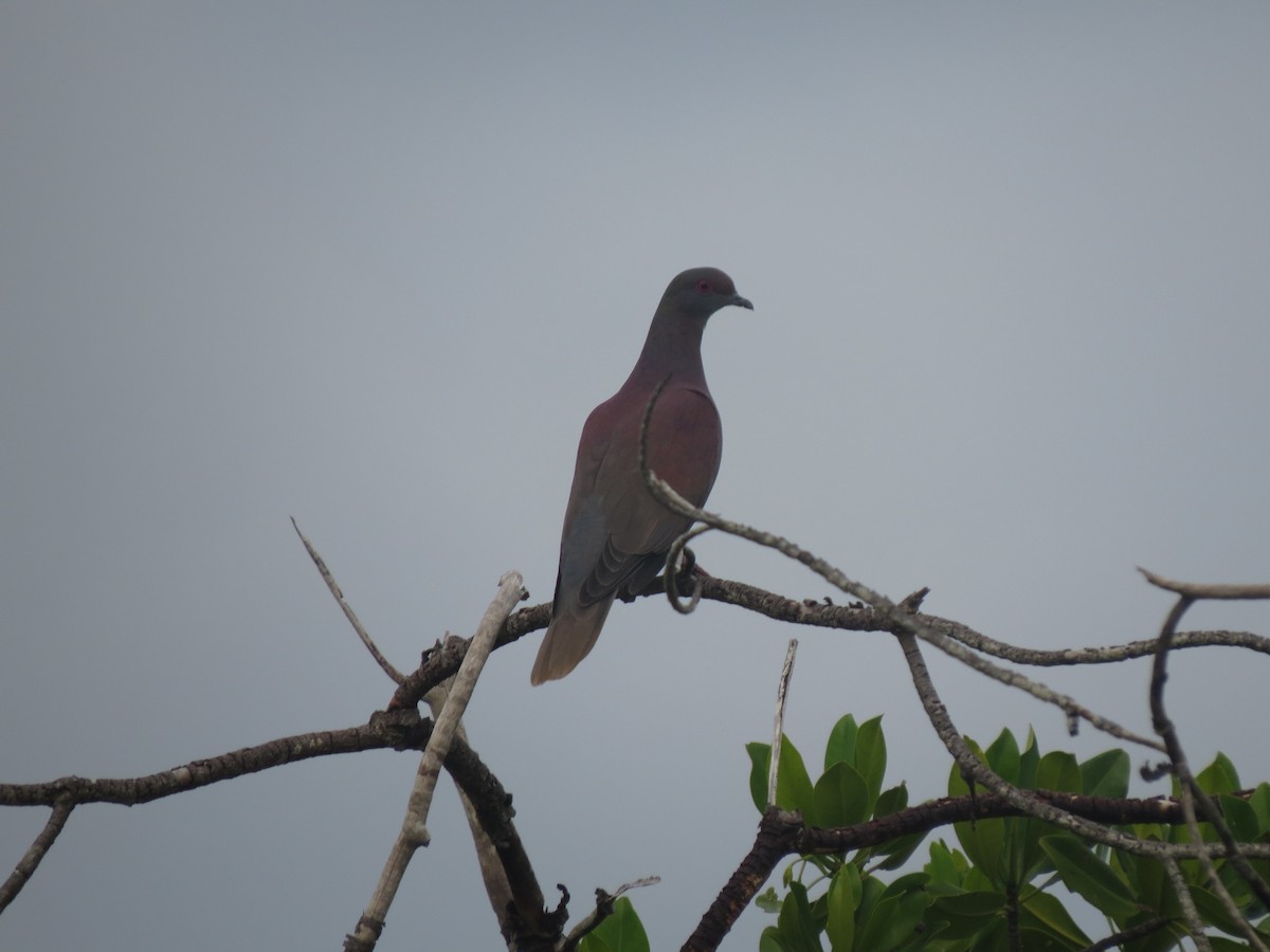 Рыжспинный голубь - ML646154437