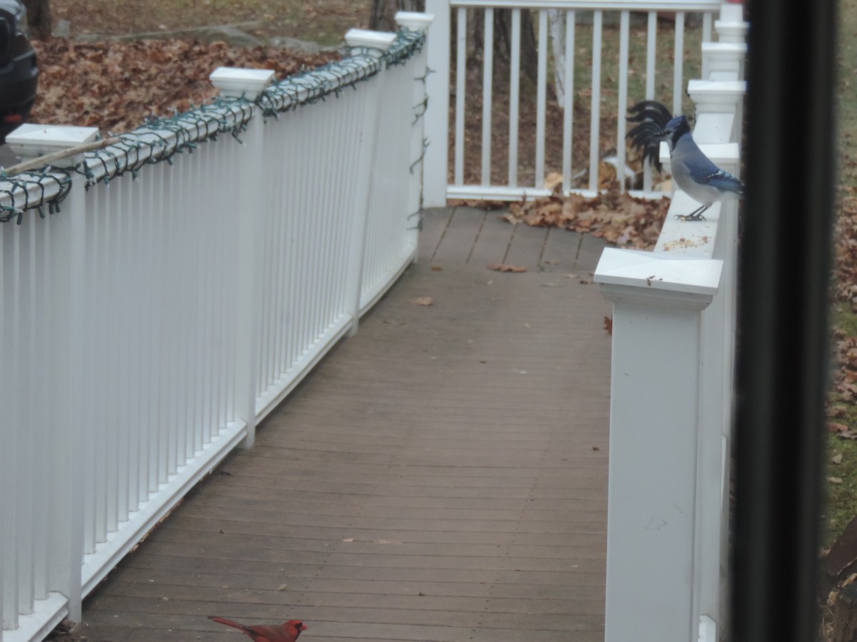 Blue Jay - ML646154439