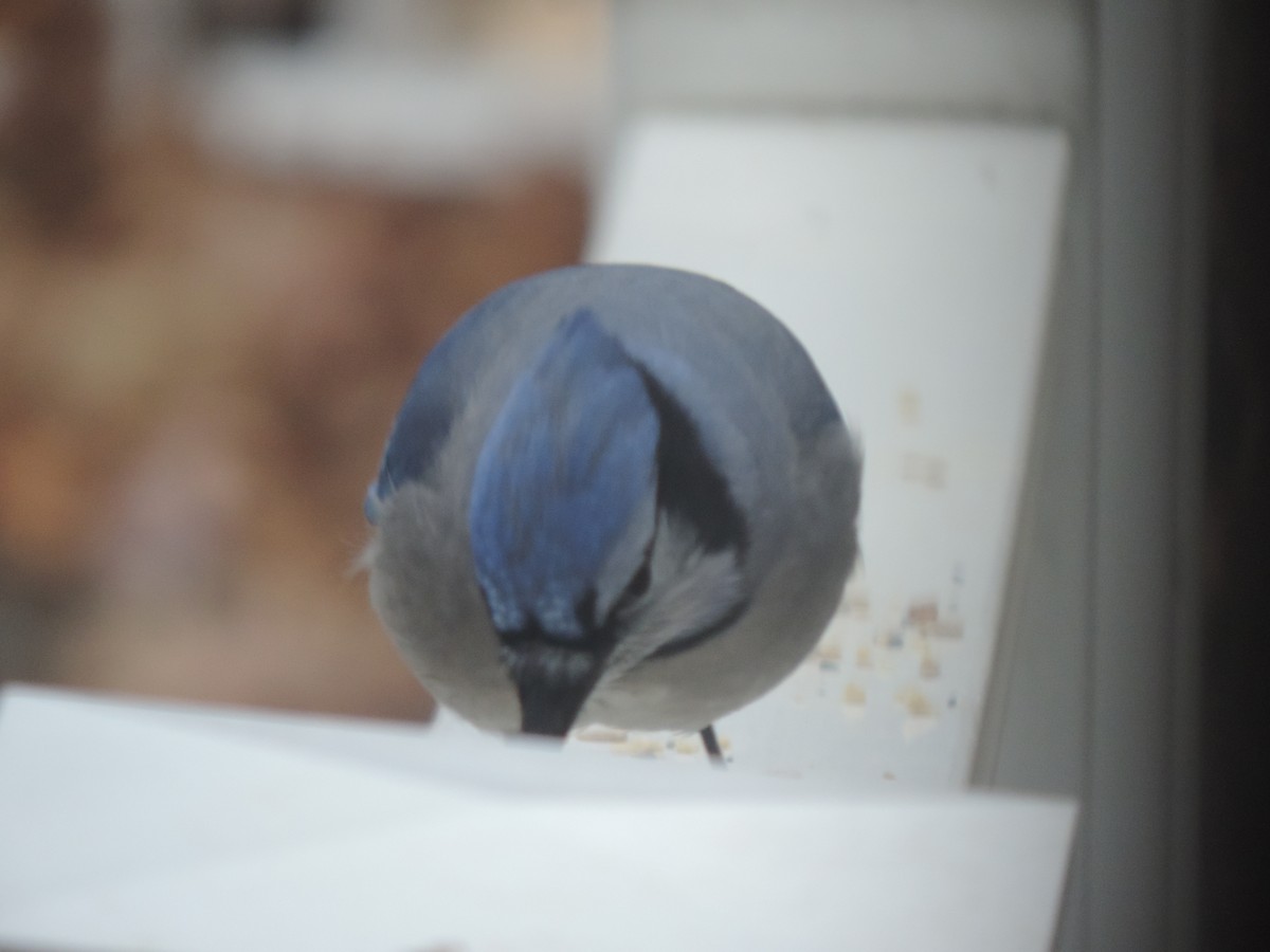 Blue Jay - ML646154440