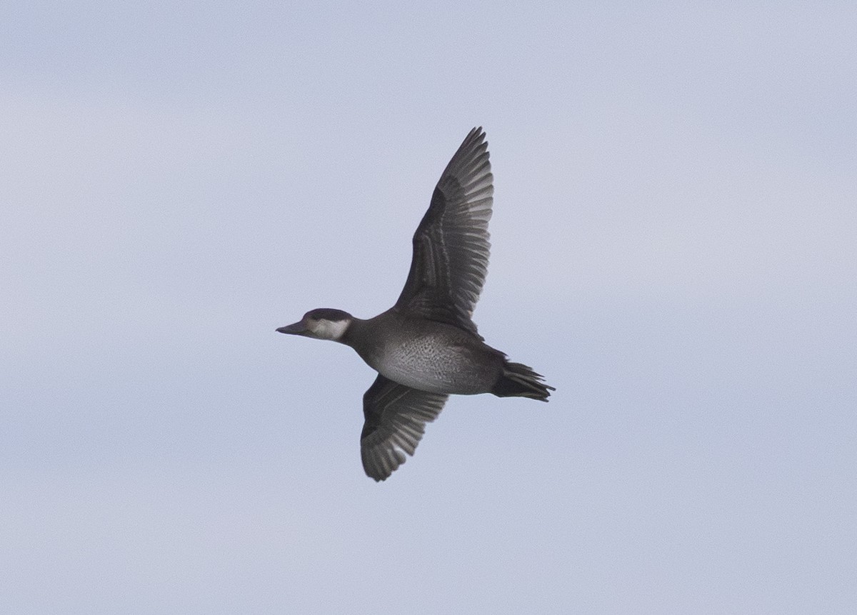 amerikasvartand - ML646154442