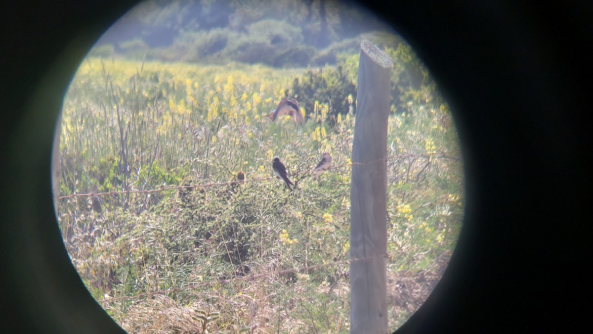 Chilean Swallow - ML646154452