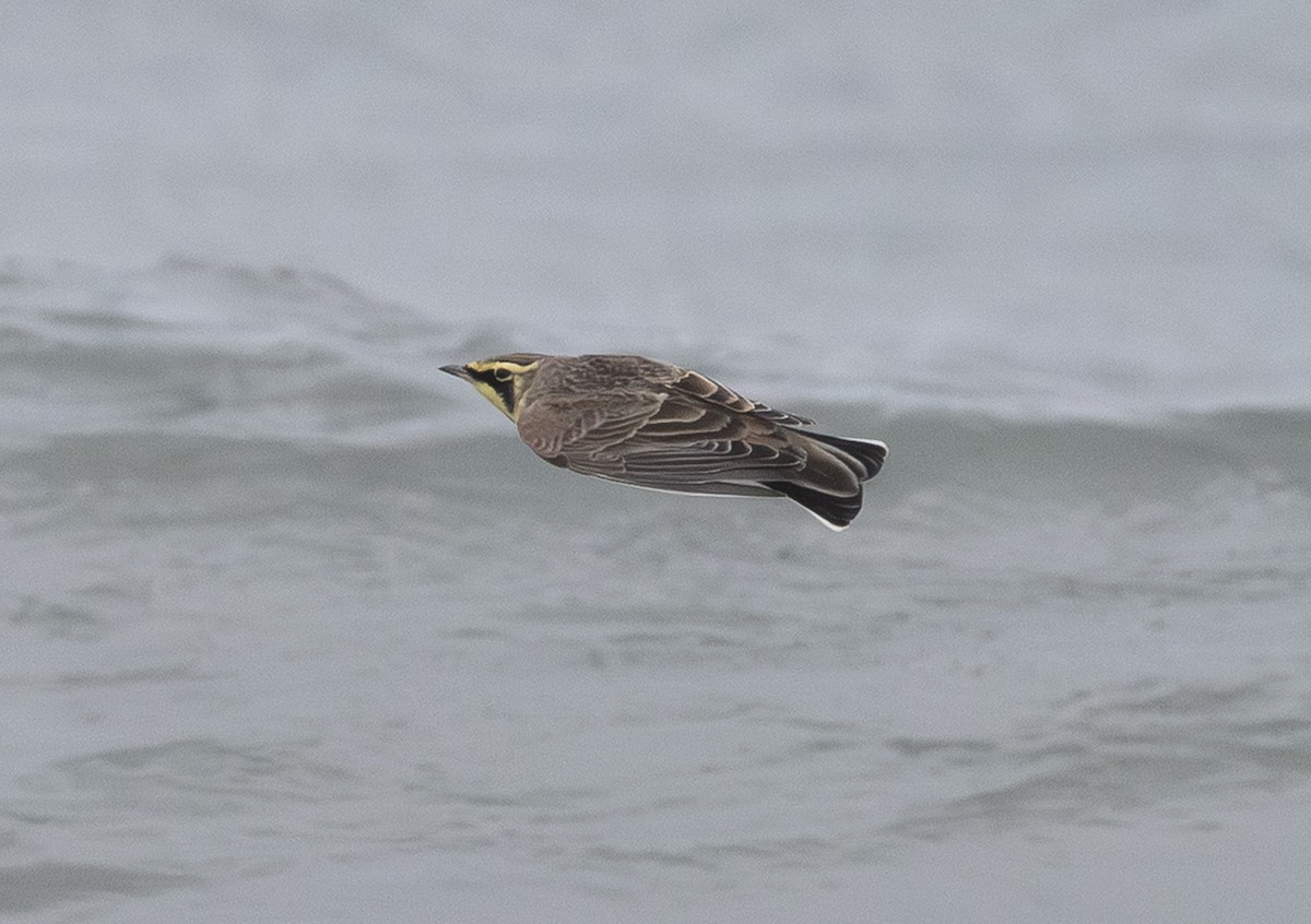 Эвэрт болжмор - ML646154453