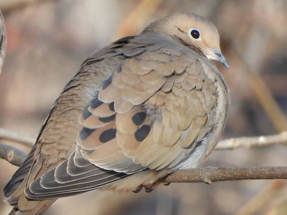 Mourning Dove - ML646154456