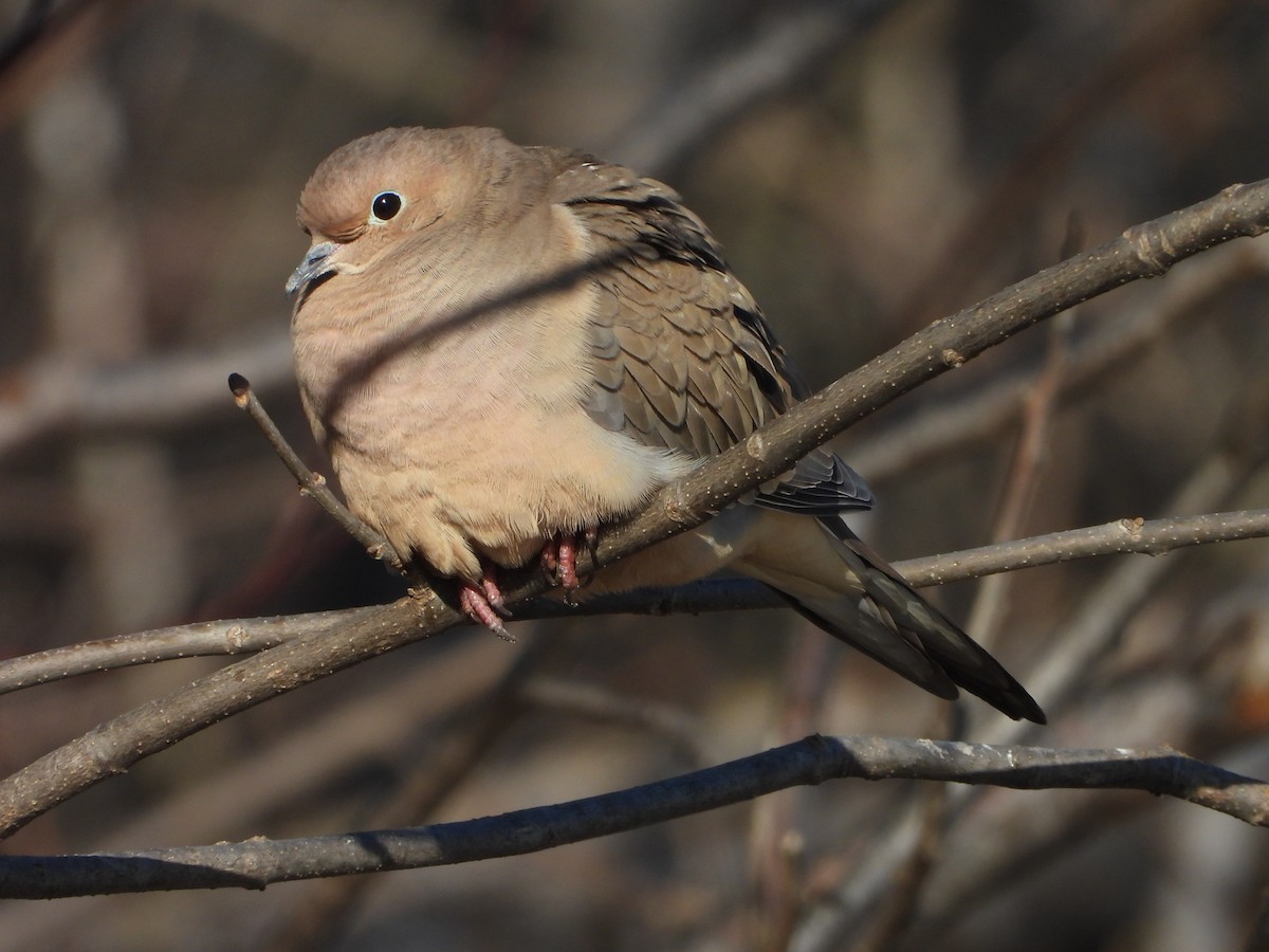Mourning Dove - ML646154457