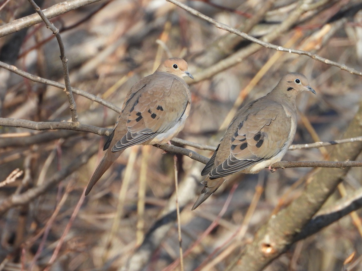 Mourning Dove - ML646154458
