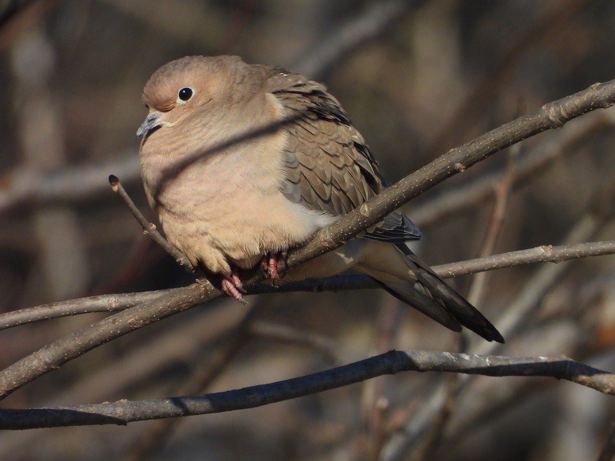 Mourning Dove - ML646154459