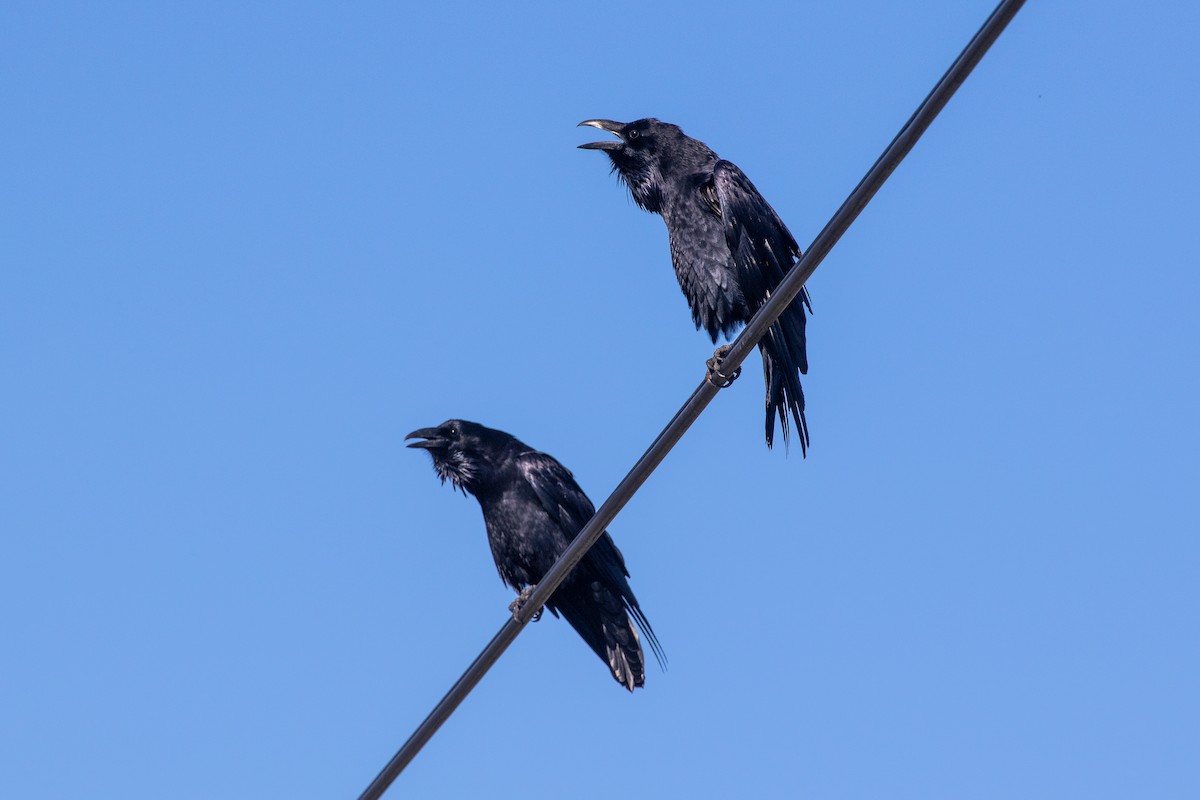 Хон хэрээ - ML646154461