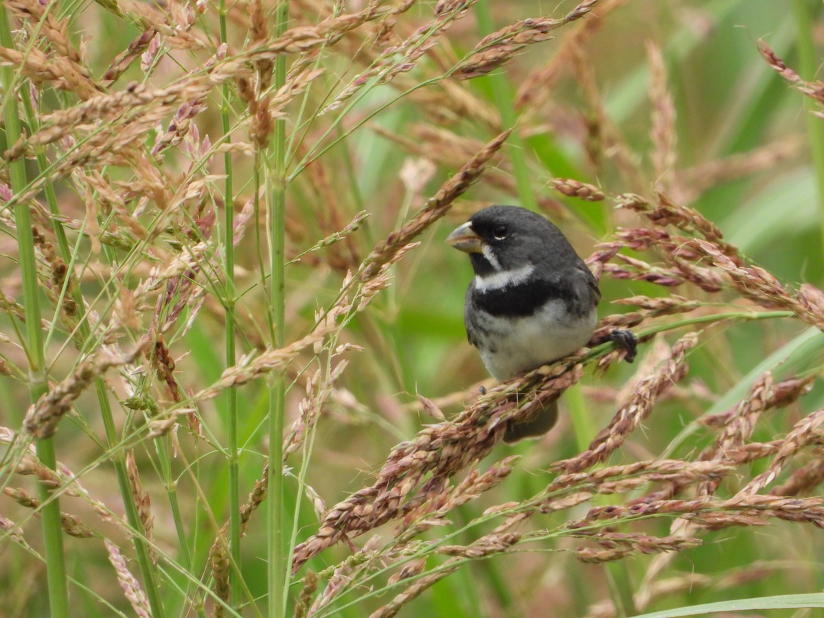Double-collared Seedeater - ML646154465