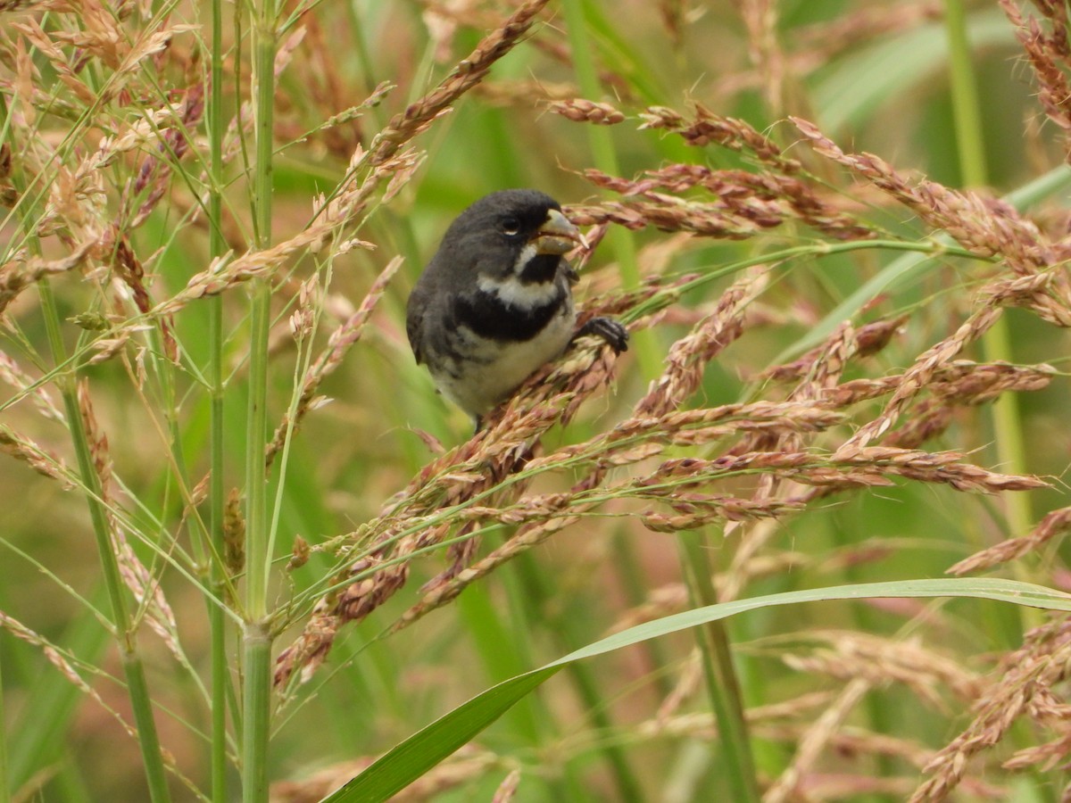 Double-collared Seedeater - ML646154466