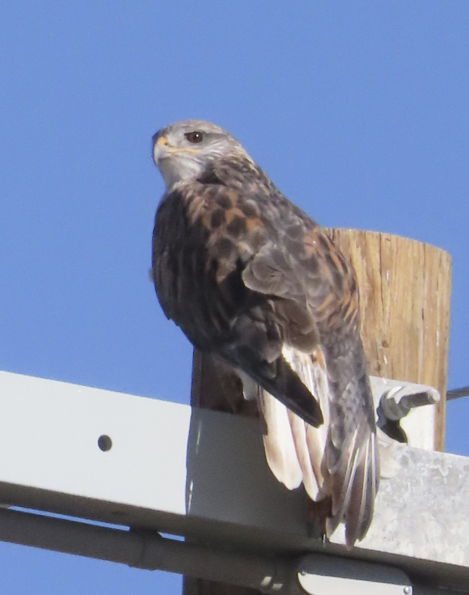 Ferruginous Hawk - ML646154469