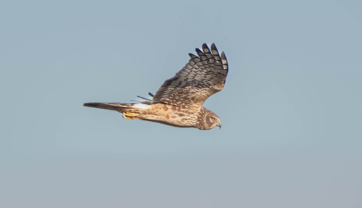Northern Harrier - ML646154471
