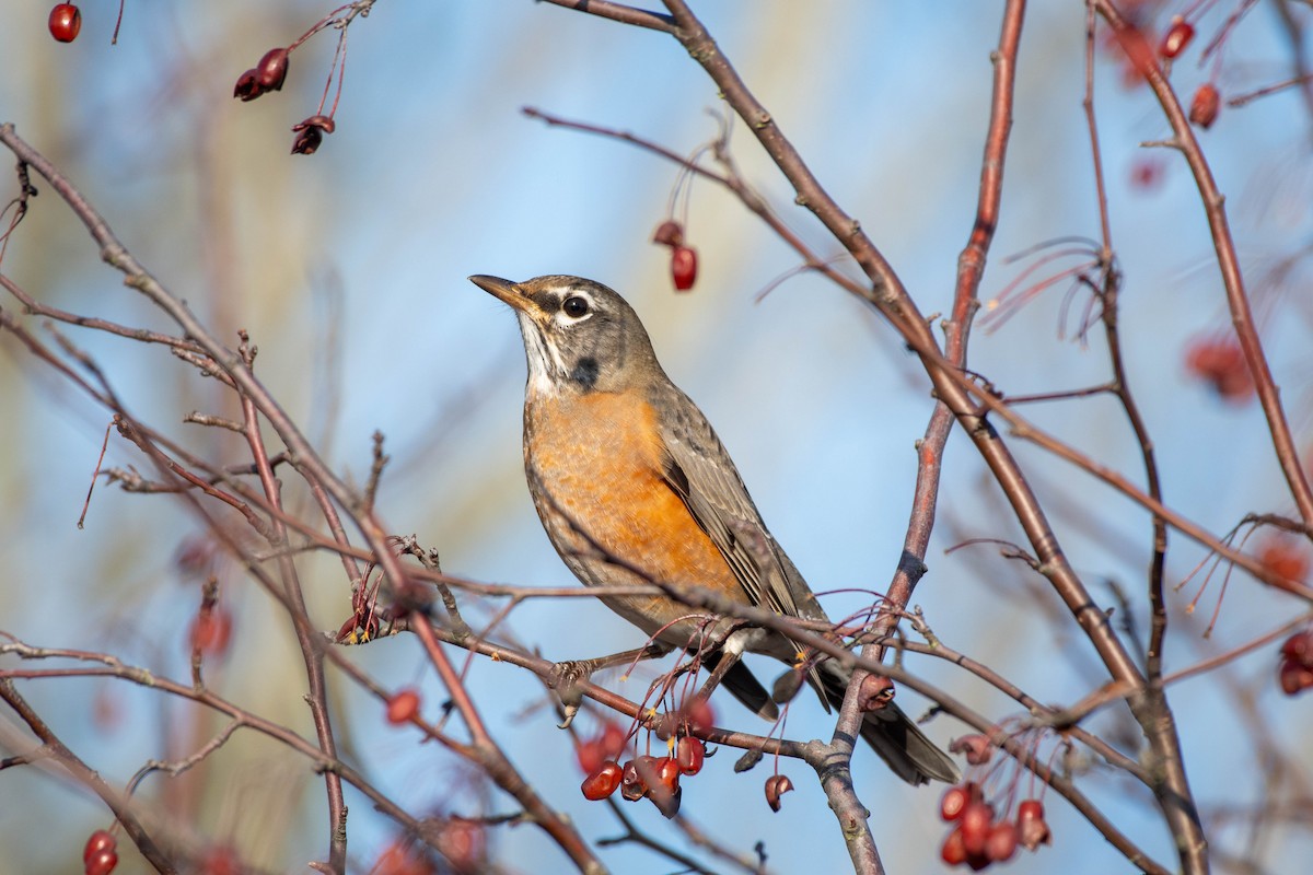 American Robin - ML646154476