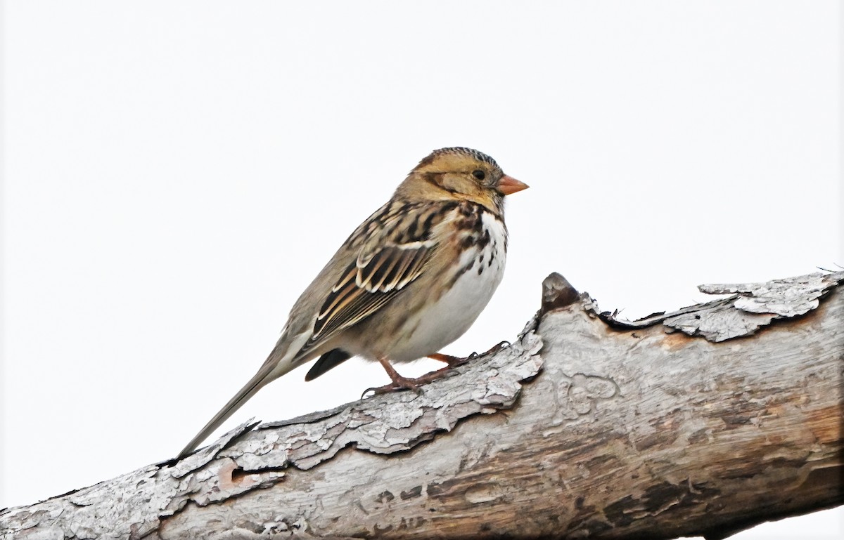 Harris's Sparrow - ML646154477