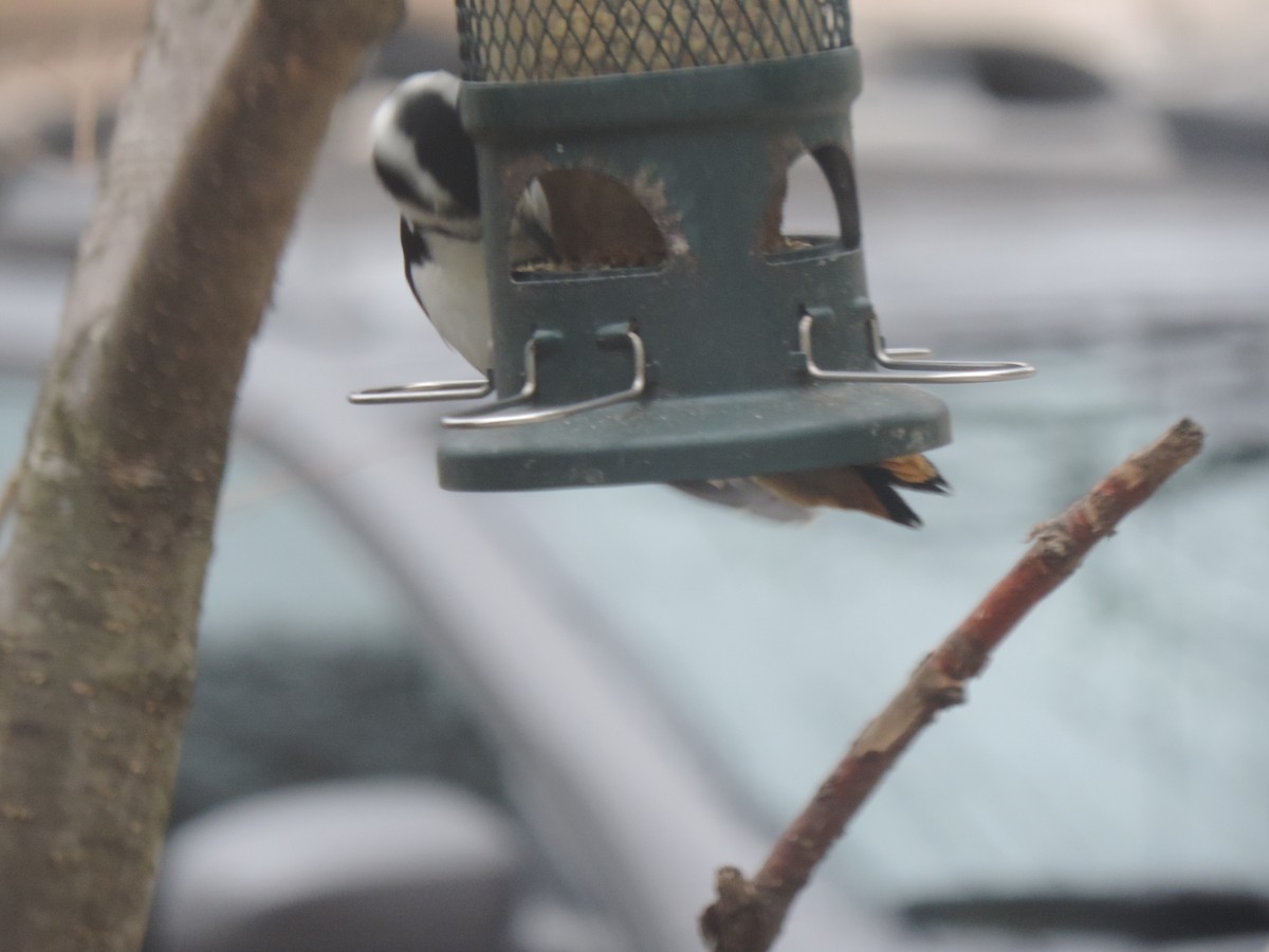 Hairy Woodpecker - ML646154478