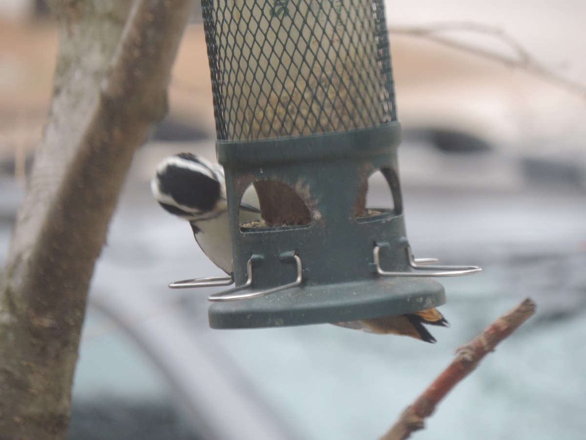 Hairy Woodpecker - ML646154479