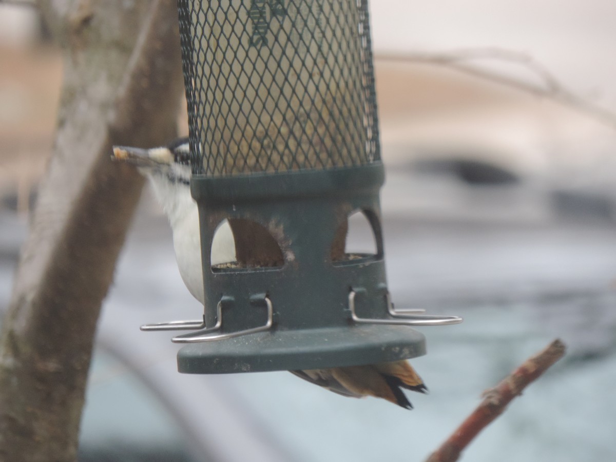 Hairy Woodpecker - ML646154480