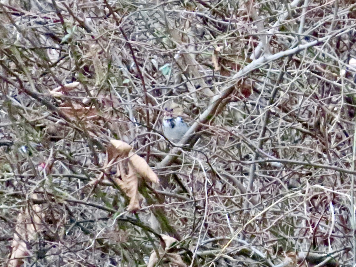 Harris's Sparrow - ML646154485