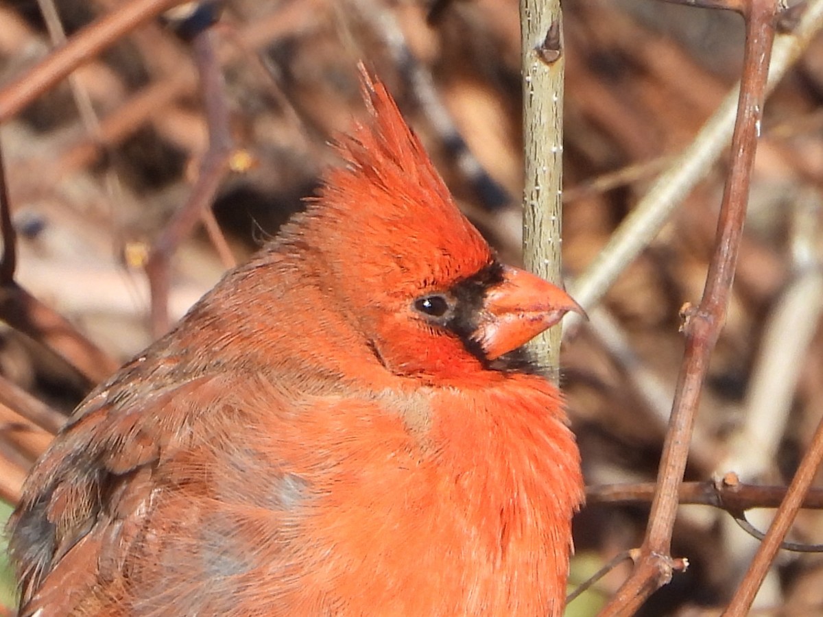 Northern Cardinal - ML646154486