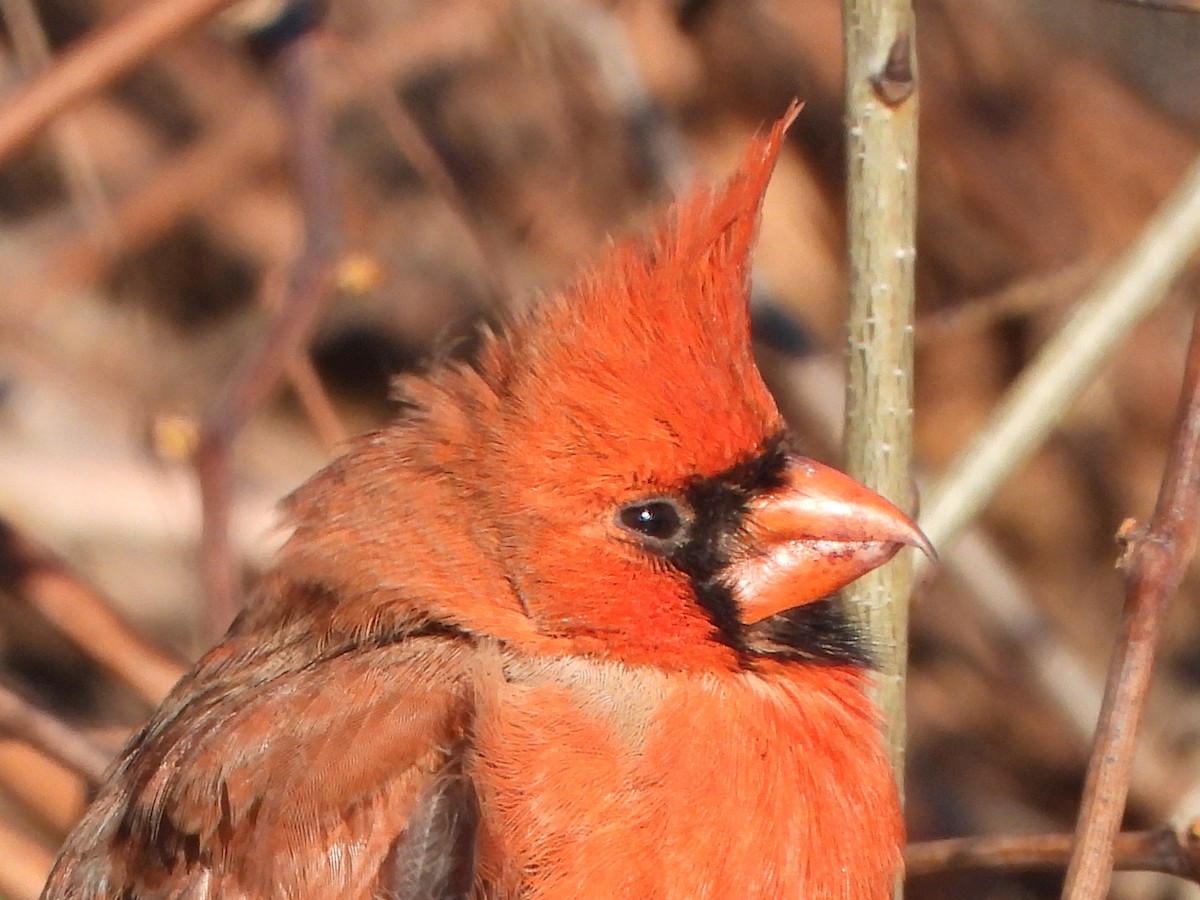 Northern Cardinal - ML646154487