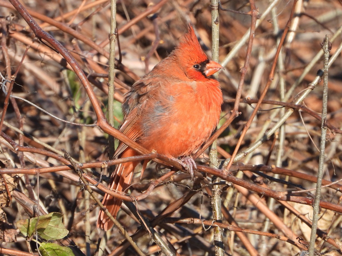 Northern Cardinal - ML646154488