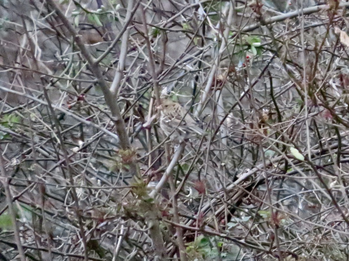 Harris's Sparrow - ML646154489