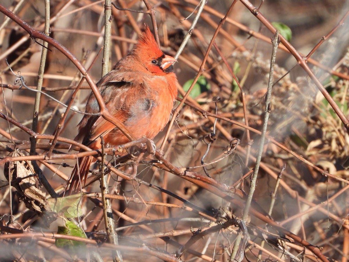 Northern Cardinal - ML646154490