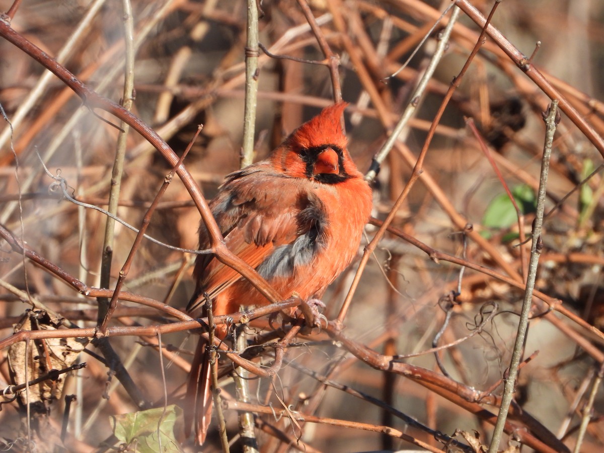 Northern Cardinal - ML646154491