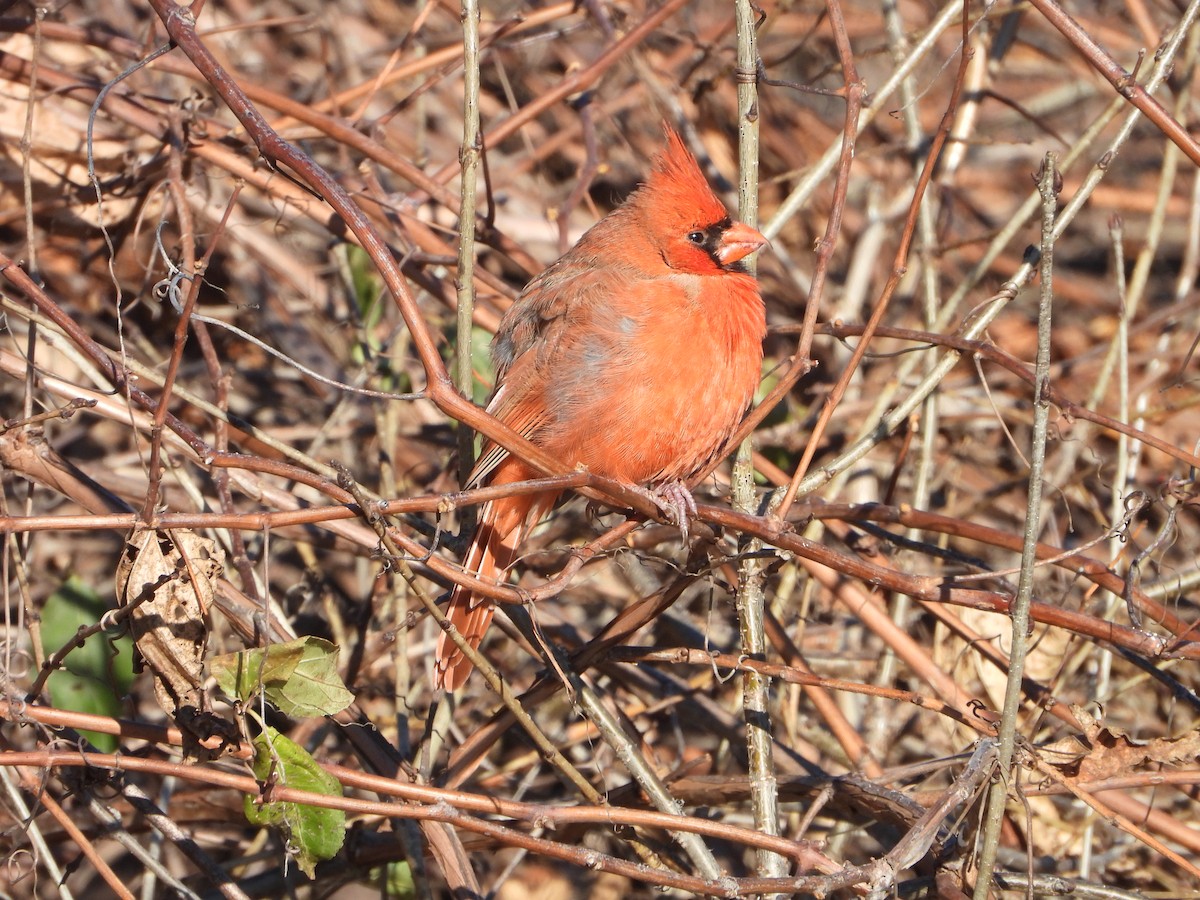 Northern Cardinal - ML646154492
