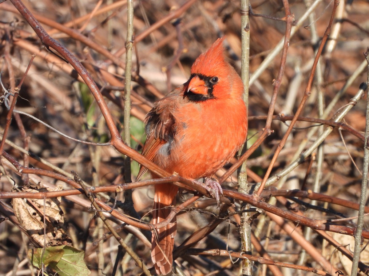 Northern Cardinal - ML646154493